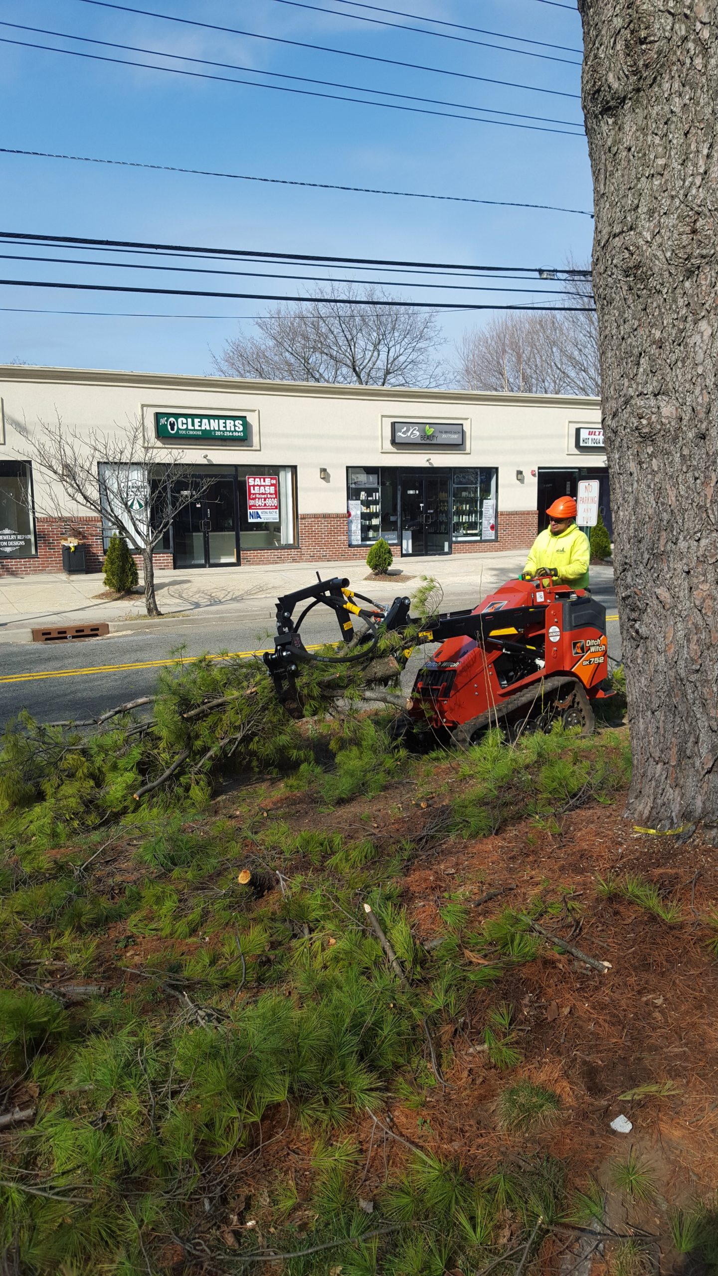 NJ Commercial Tree Care and Removal