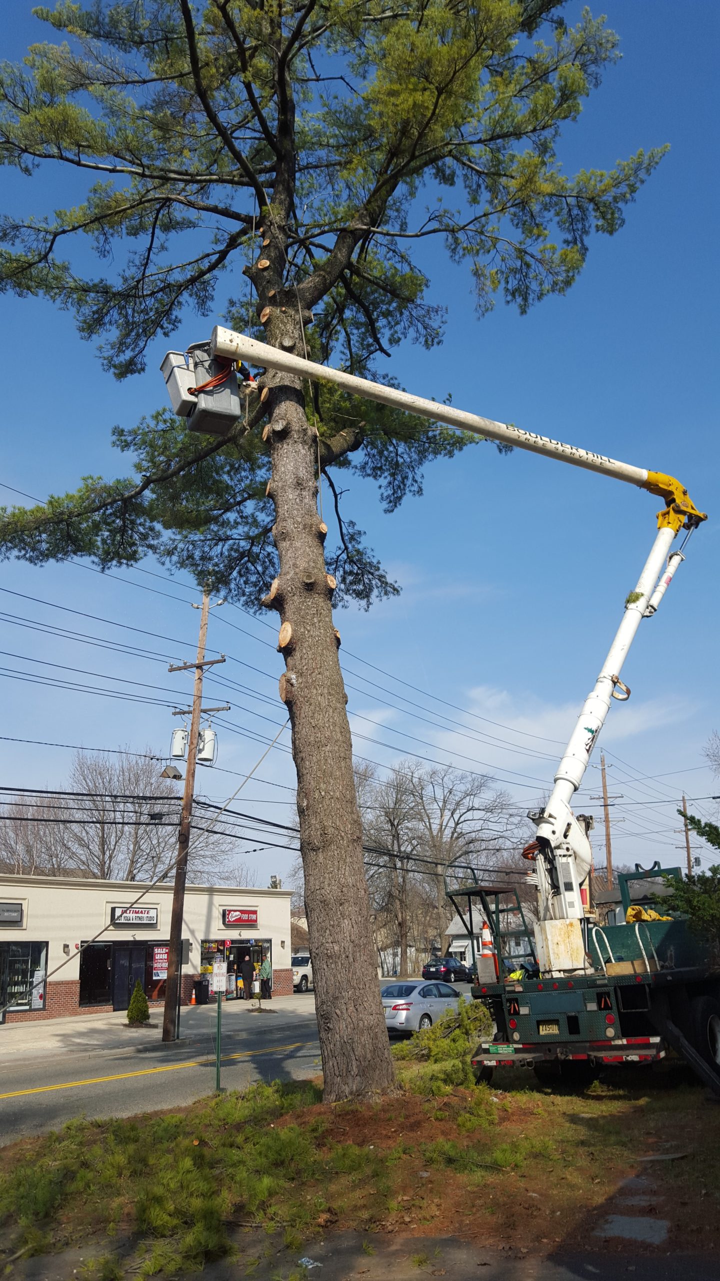 NJ Tree Removal and Care Commercial