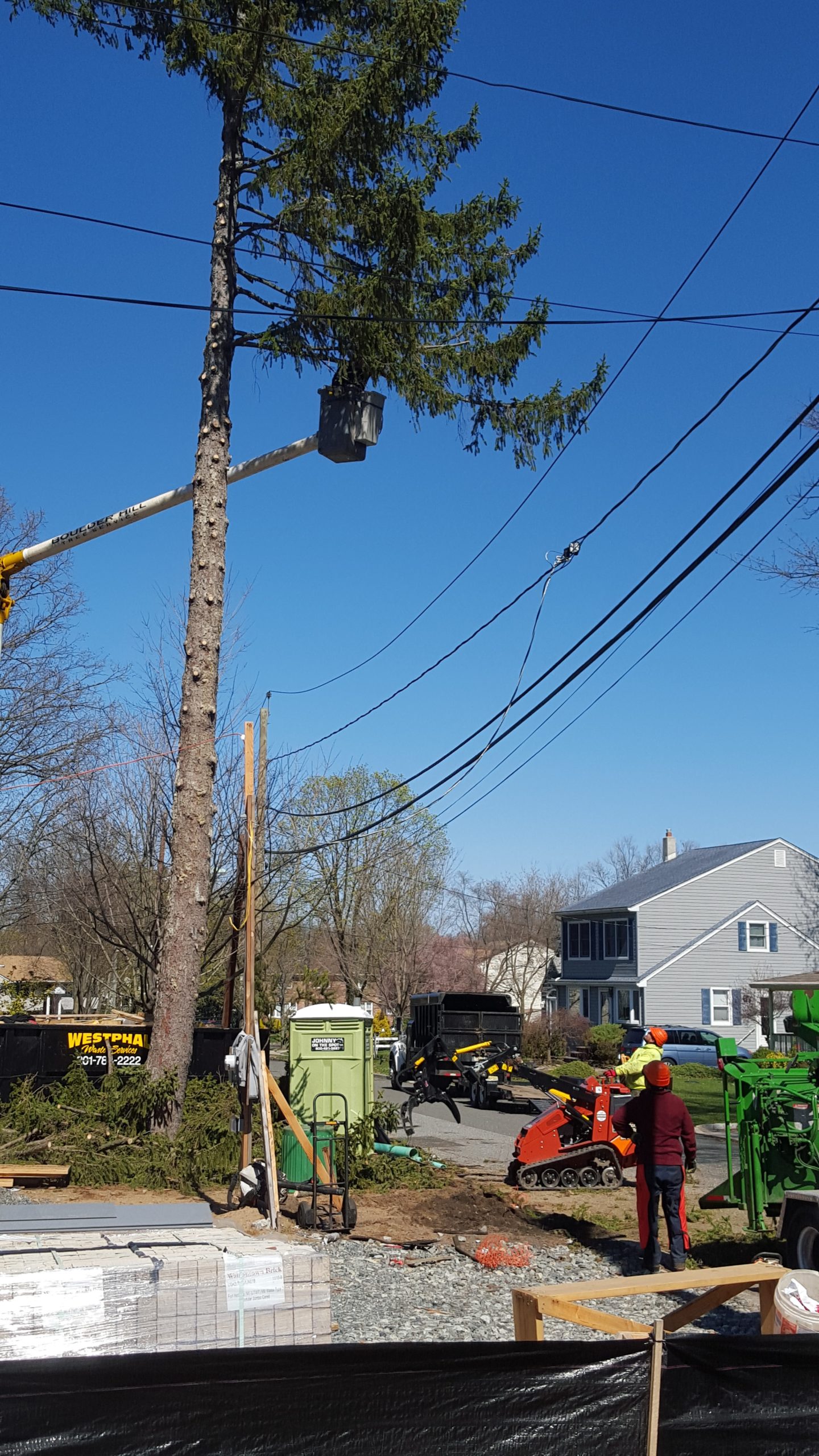 NJ Tree Removal Service