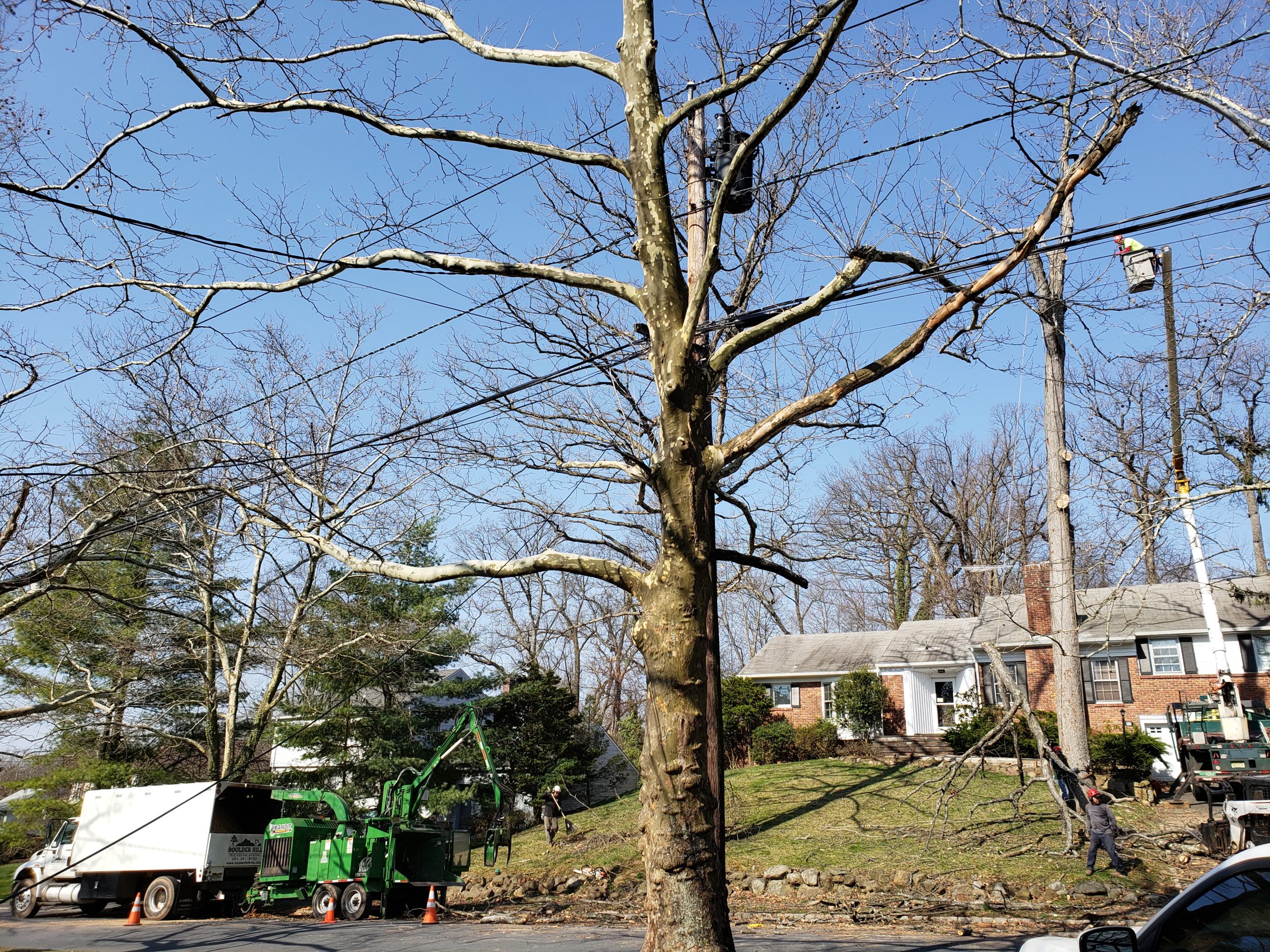 NJ Residential Tree Removal