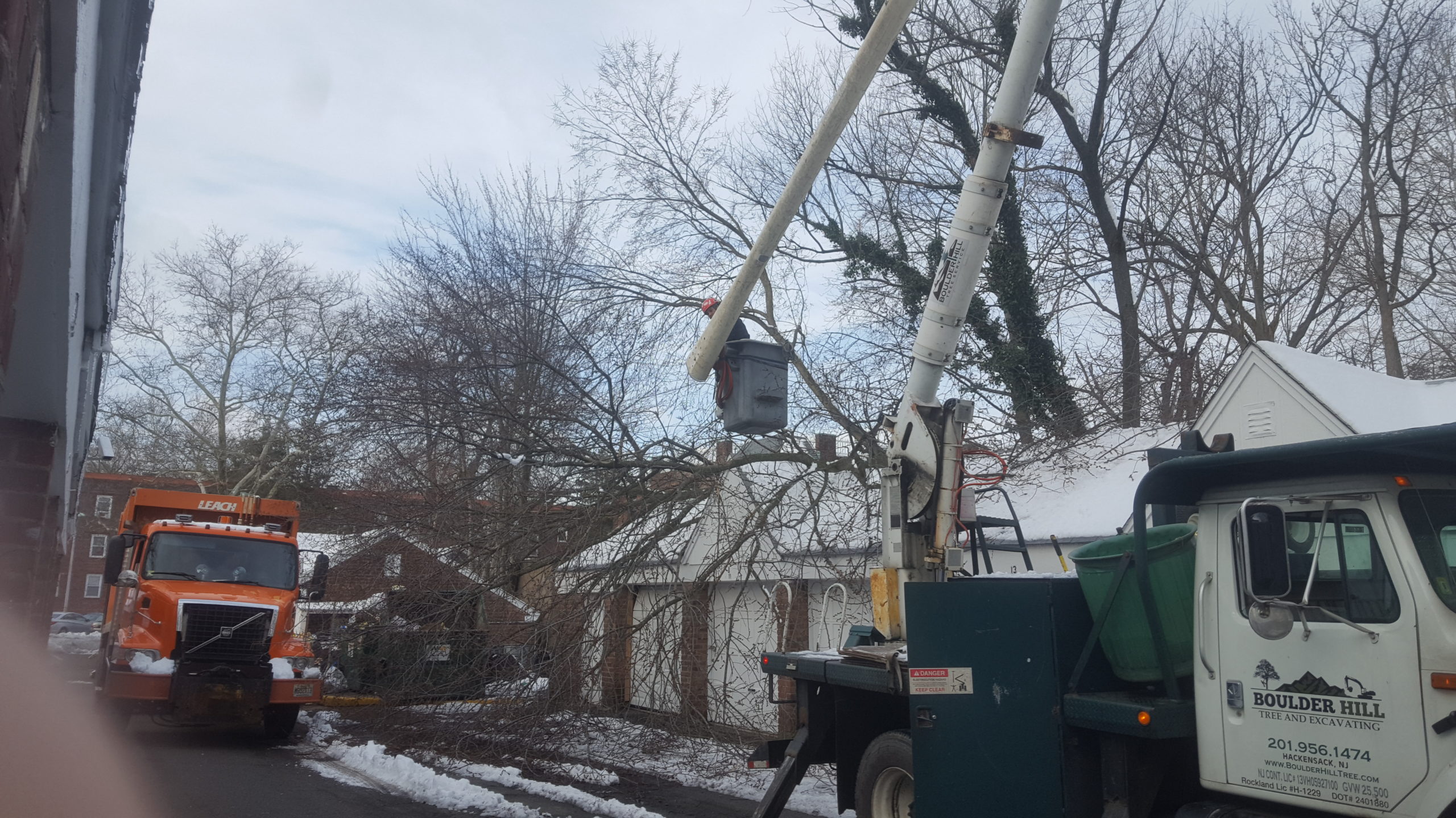 Boulder Hill Tree Pruning Services NJ