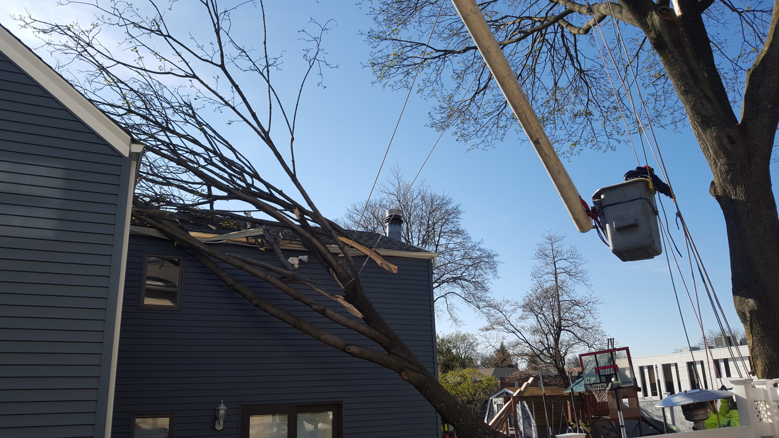 Storm Damage and Tree Care Services