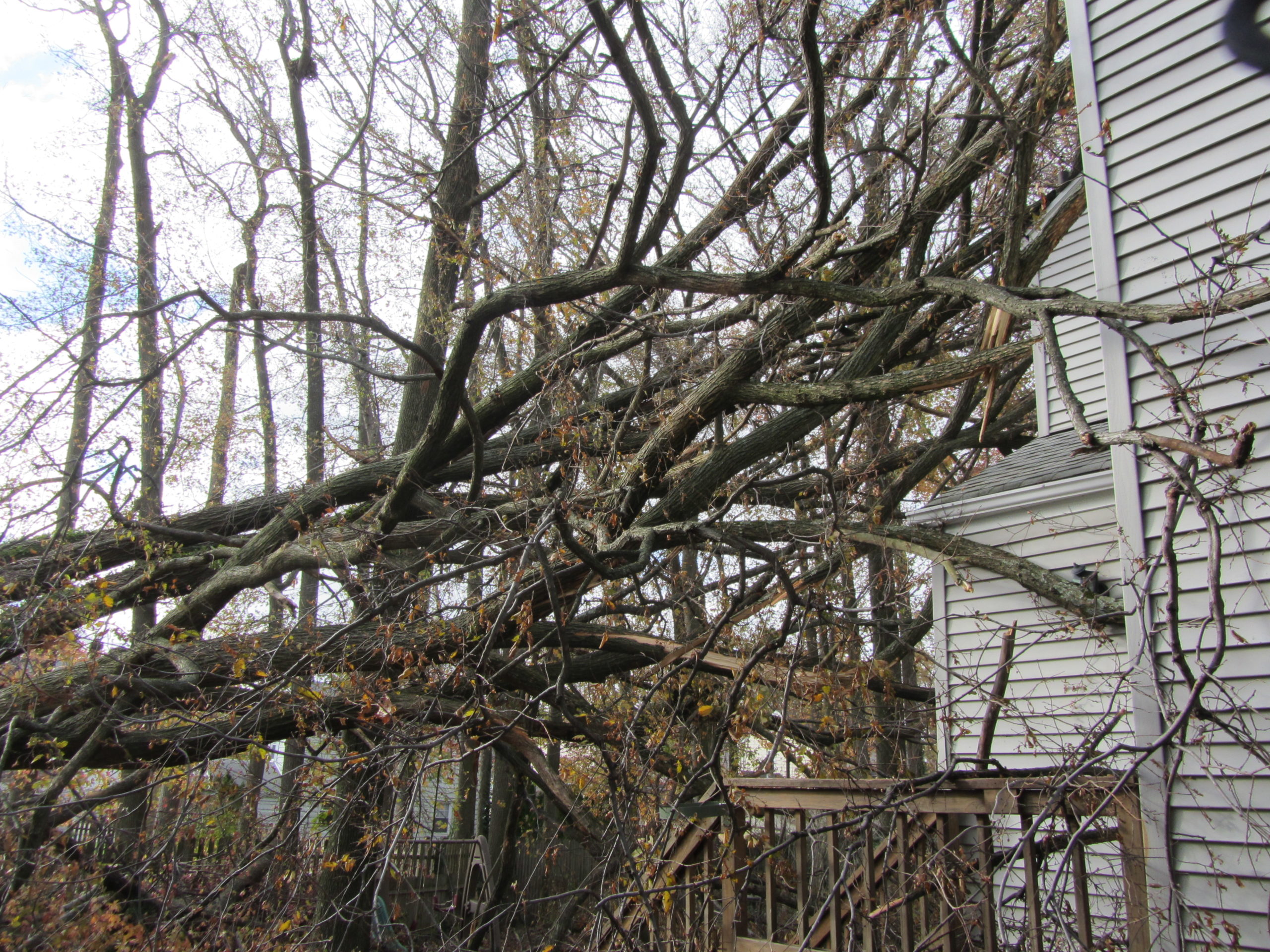 Building Damage - Storm Damage and Tree Removal Services
