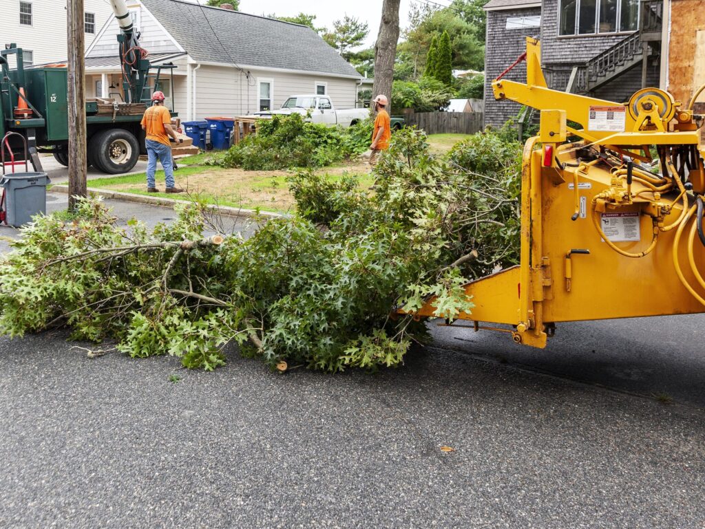 Tree trimming services near me