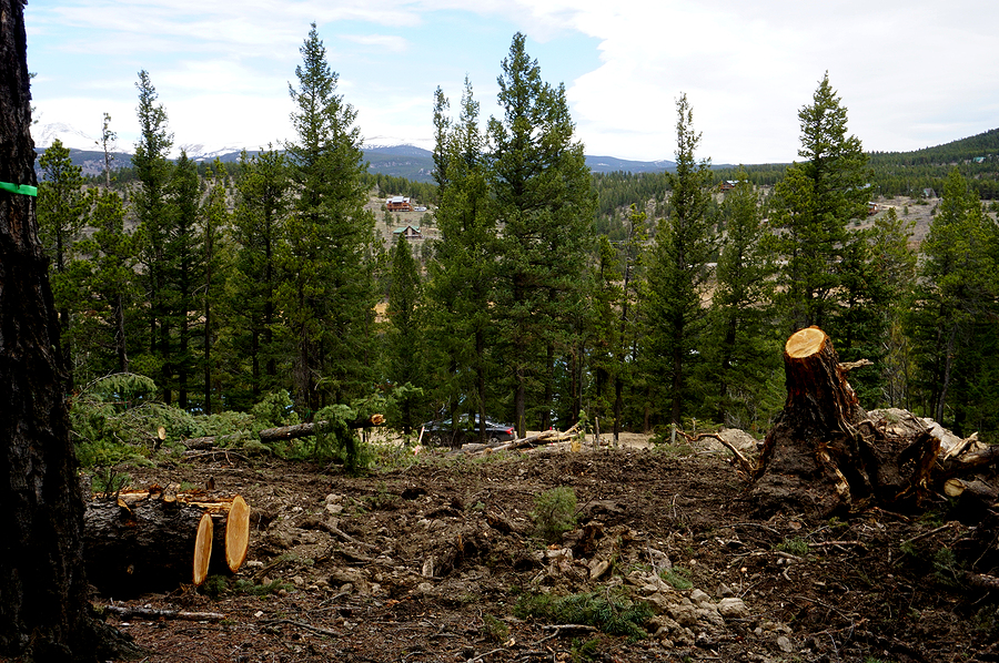 Land Clearing Services - Why Hire a Turnkey Contractor