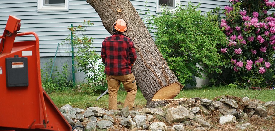 The Average Cost of Tree Removal - Factors to be Considered