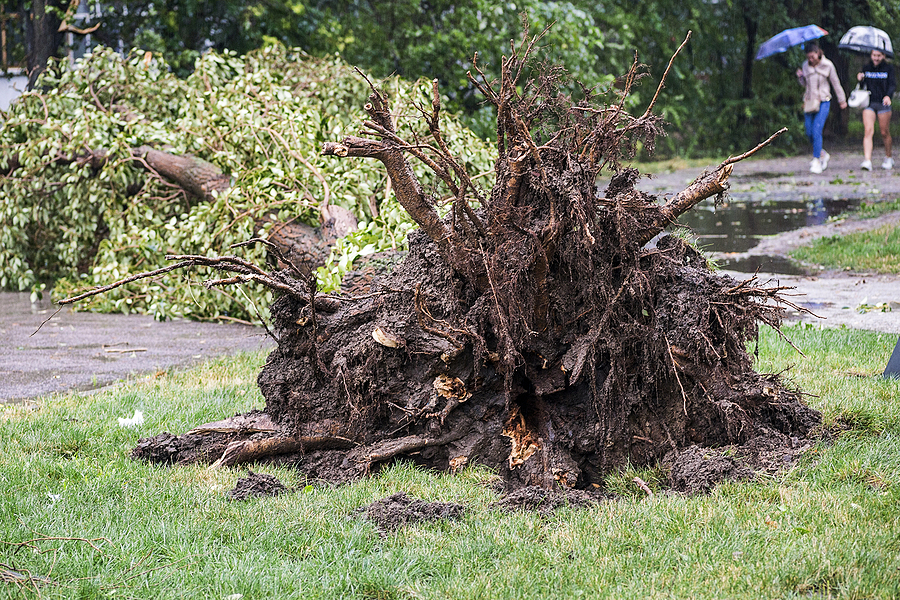 Storm damage tree service