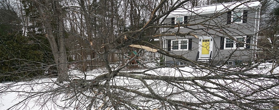 Tree Pruning, Stump and Tree Removal - Why Winter is the Best Time