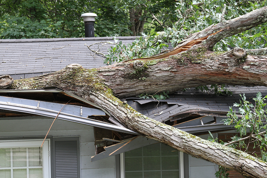 Tree Storm Damage Checklist - Assessment and Solution