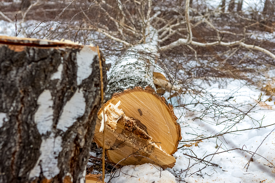 Benefits Of Tree and Land Clearing During Winter