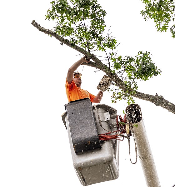 Commercial tree removal