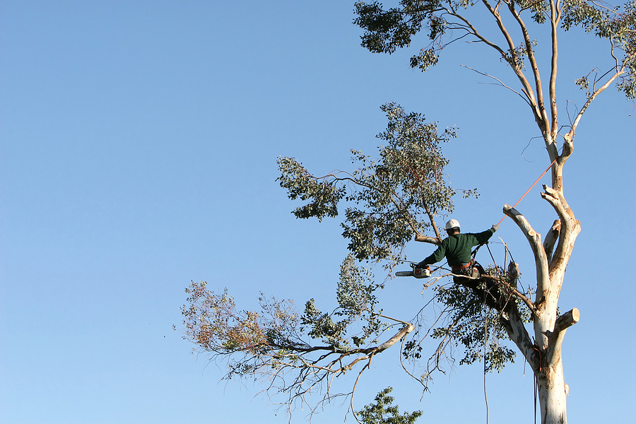 Tree Removal Contractors - Hire Turnkey Service That Does It All