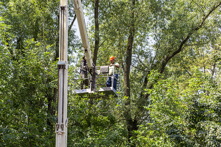  Tree Care Services Near me