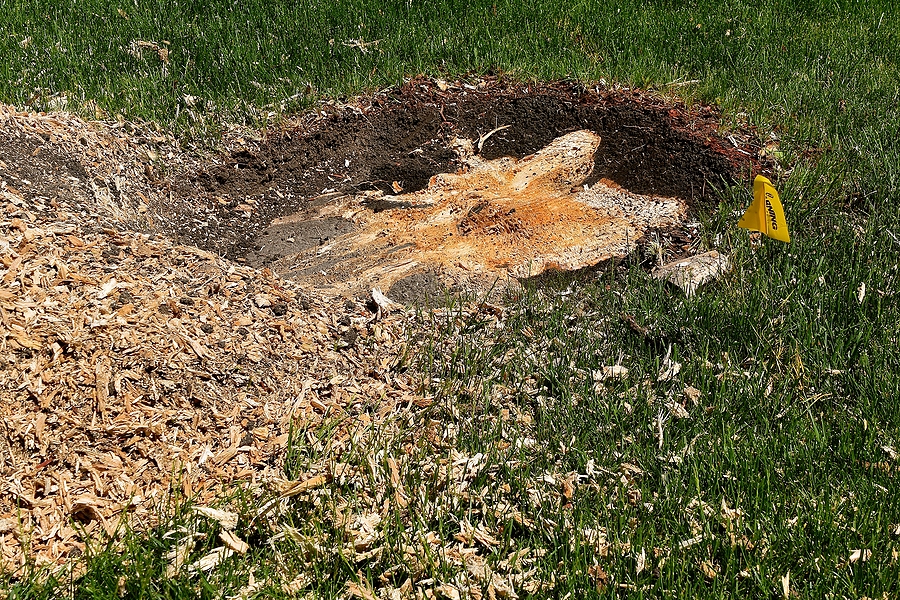 ree removal and stump grinding services near me