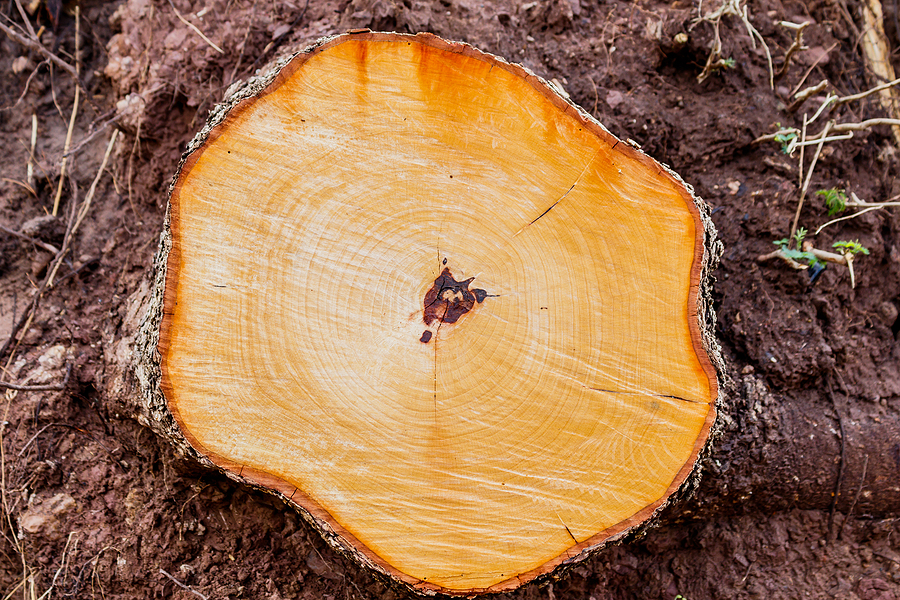 Tree Stump Grinding - Why it’s an Important Part of Tree Removal