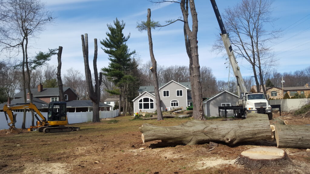 tree removal by boulder hill tree service