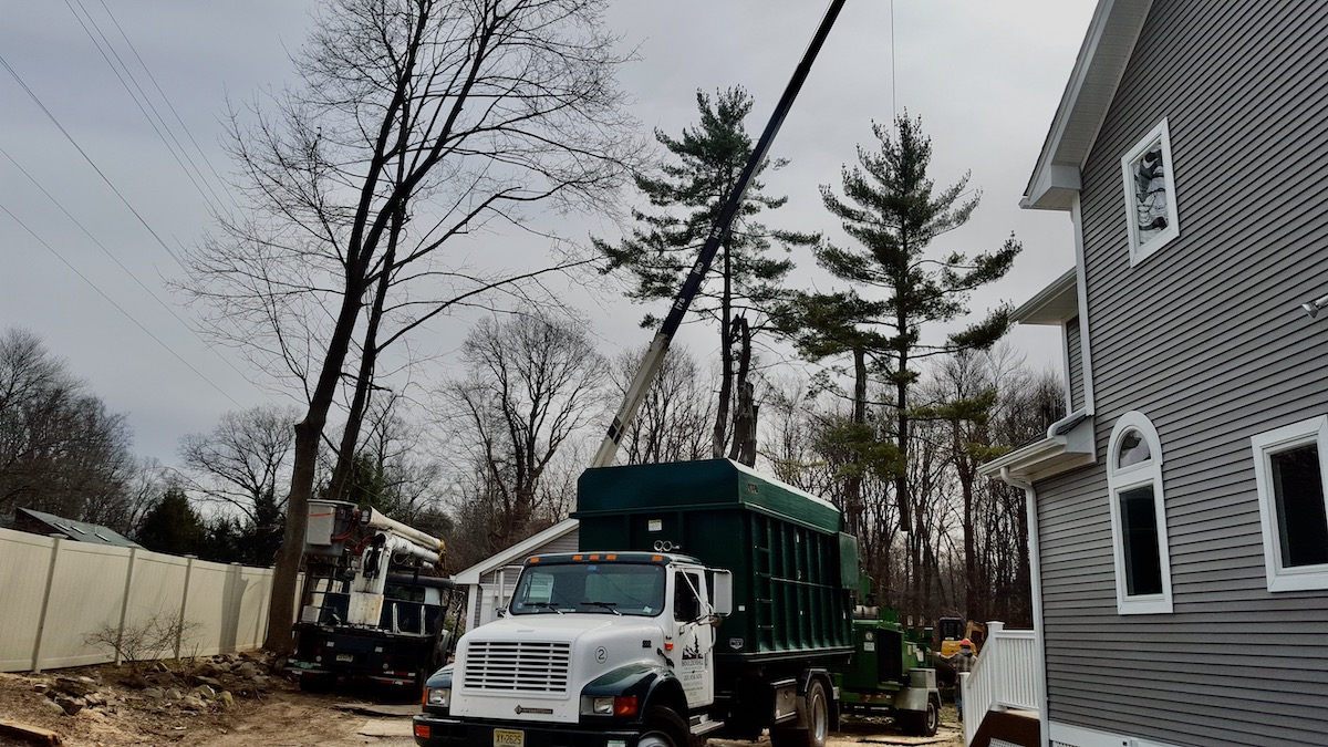tree removal during winter months