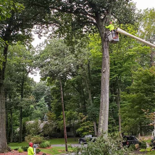 Tree removal and service bregen county NJ