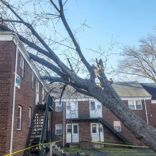 Tree Removal Bergen County Nj